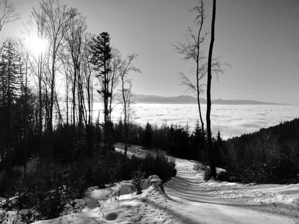 Zimowa Droga Leśna Pokrytymi Śniegiem Drzewami — Zdjęcie stockowe