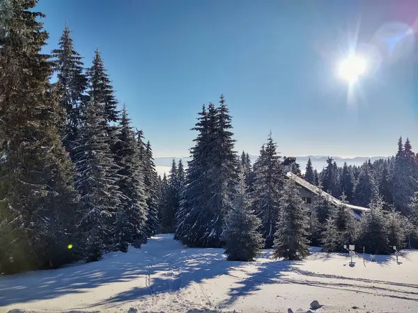 Hermoso Paisaje Invierno Con Árboles Cubiertos Nieve Las Montañas —  Fotos de Stock