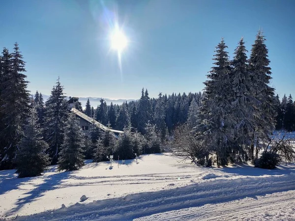 Красивый Зимний Пейзаж Заснеженными Деревьями Горах — стоковое фото