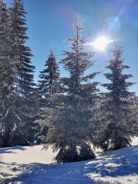 Beautiful Winter Landscape Snow Covered Trees Mountains — Stock Photo, Image