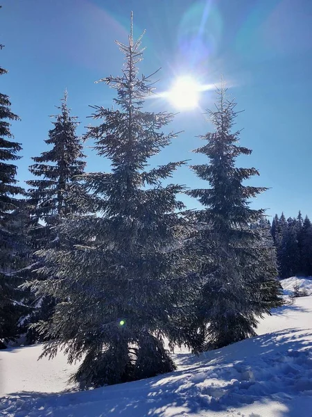 Ormanda Karla Kaplı Ağaçlarla Kaplı Güzel Kış Manzarası — Stok fotoğraf