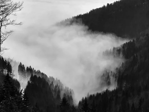 多雾的天气 美丽的风景 树木和森林 — 图库照片