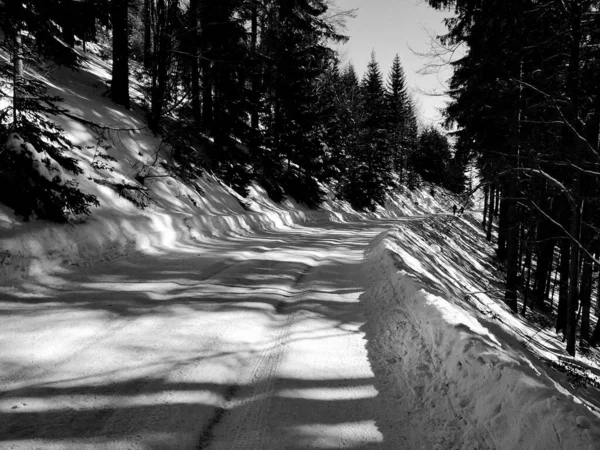 Piękny Zimowy Krajobraz Pokrytymi Śniegiem Drzewami Lesie — Zdjęcie stockowe