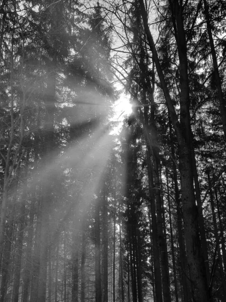 Gyönyörű Téli Erdő Fák Között Süt Nap — Stock Fotó