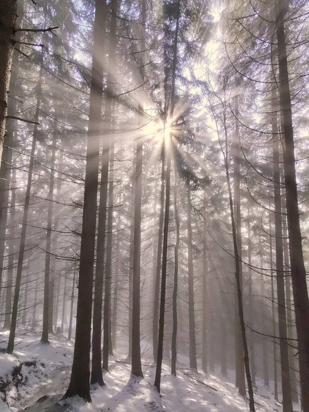 Wunderschöner Winterwald Sonne Scheint Durch Die Bäume — Stockfoto