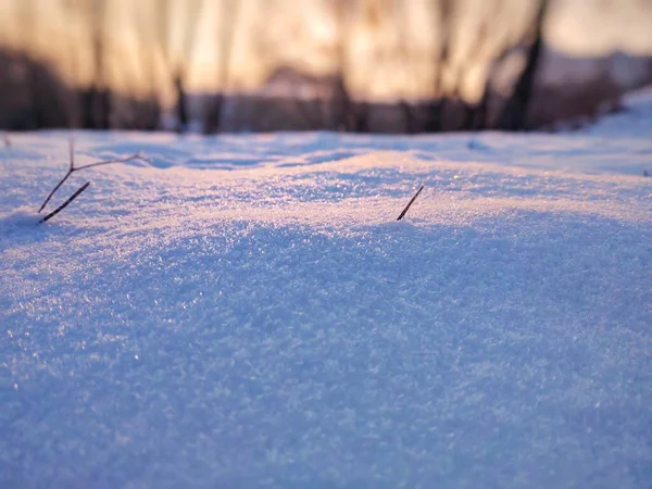 Kış Ormanında Karla Kaplı Zemin — Stok fotoğraf