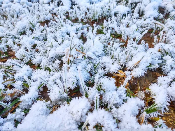 Заснеженная Земля Зимнем Лесу — стоковое фото