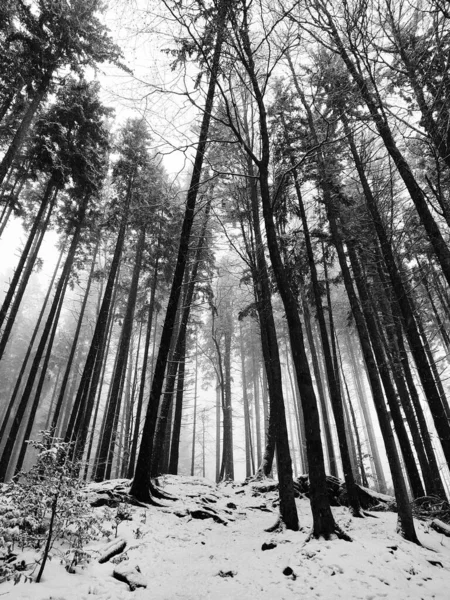 Schöne Winterlandschaft Mit Schneebedeckten Bäumen Wald — Stockfoto