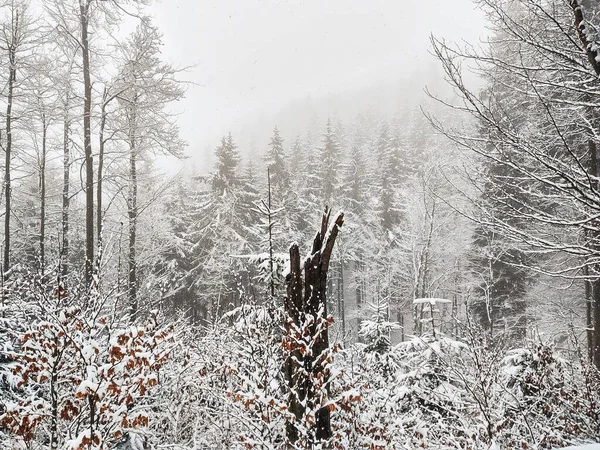 雪に覆われた森の中の美しい冬の風景 — ストック写真
