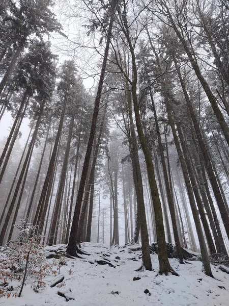 Schöne Winterlandschaft Mit Schneebedeckten Bäumen Wald — Stockfoto