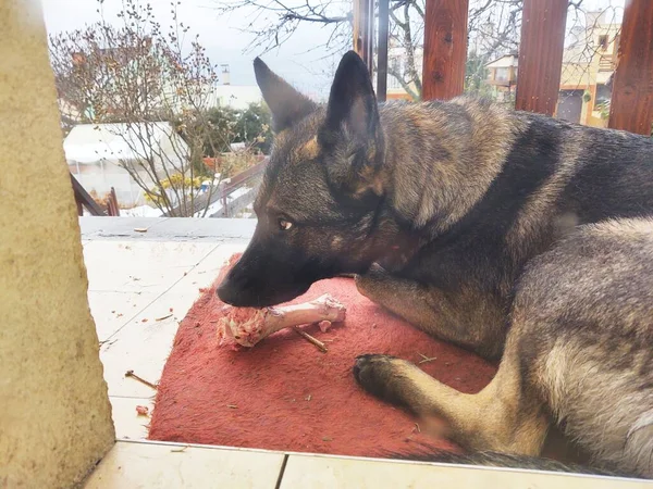 Perro Acostado Porche —  Fotos de Stock