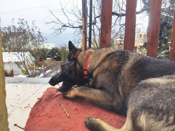 Köpek Verandada Yatıyor — Stok fotoğraf