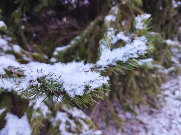 Pinhal Coberto Neve Inverno — Fotografia de Stock