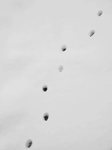 Animal Footprints Snow — Stock Photo, Image