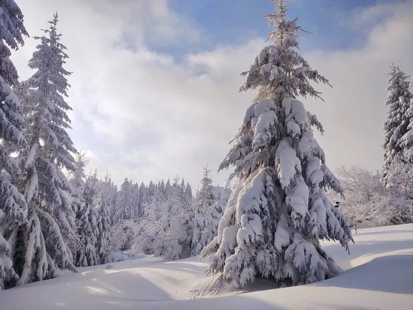 Hermoso Paisaje Invierno Con Árboles Cubiertos Nieve — Foto de Stock