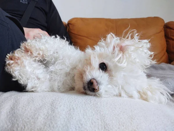 Şirin Bir Köpeğin Portresi Yakından Bak — Stok fotoğraf