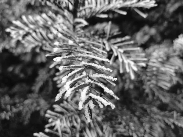 Tallskog Snötäckta Grenar Flora — Stockfoto