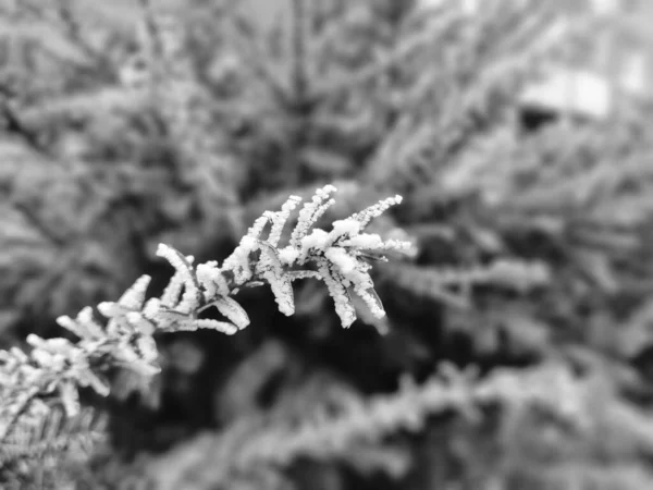 Prachtig Winterbos Met Besneeuwde Bomen — Stockfoto