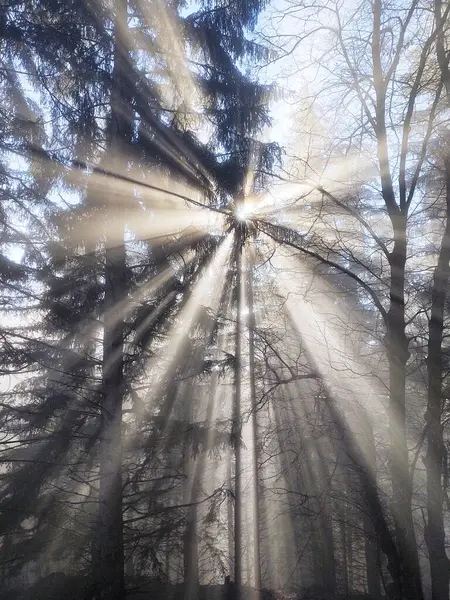 Sonne Scheint Durch Bäume Nebligen Wald — Stockfoto