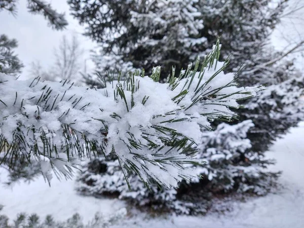 Χιονισμένο Πευκοδάσος Χειμερινό Φόντο — Φωτογραφία Αρχείου