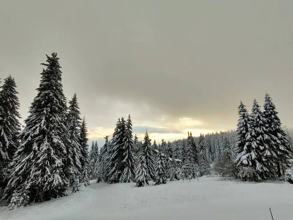 Красивий Зимовий Пейзаж Засніженими Деревами — стокове фото