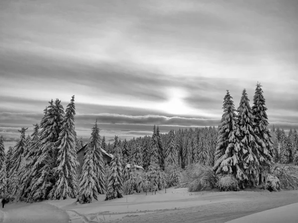 雪に覆われた木々の美しい冬の風景 — ストック写真