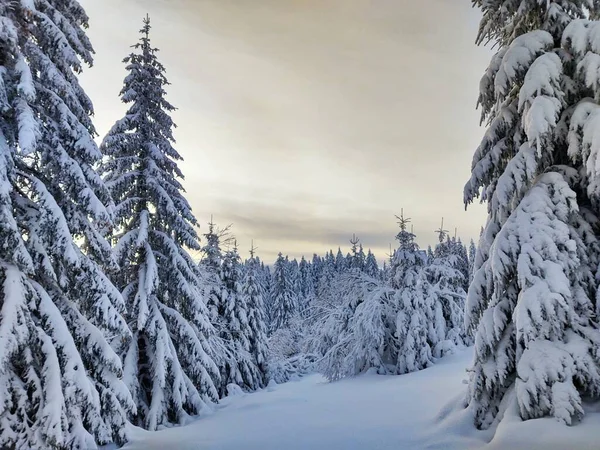 Bellissimo Paesaggio Invernale Con Alberi Innevati — Foto Stock