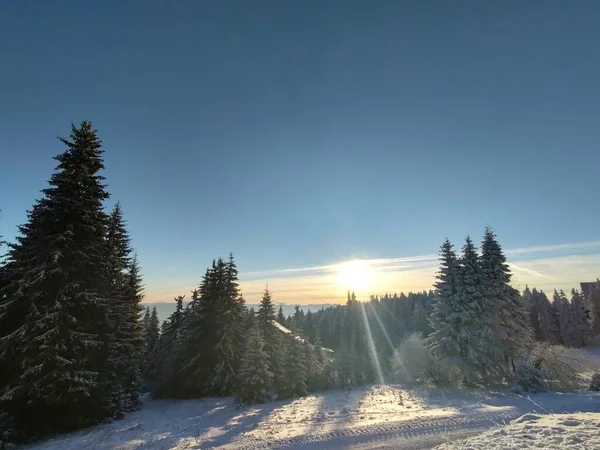 Hermoso Paisaje Invierno Con Árboles Cubiertos Nieve — Foto de Stock