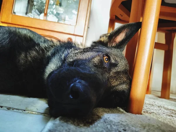 Hund Auf Dem Boden Liegend — Stockfoto