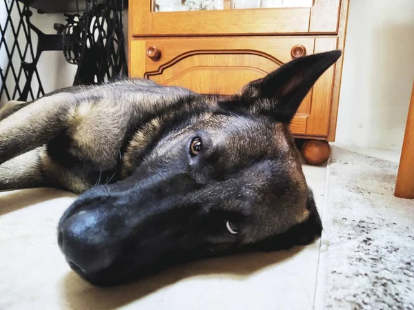 Cão Deitado Chão — Fotografia de Stock