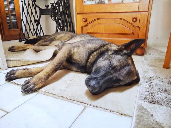 Cane Sdraiato Sul Pavimento — Foto Stock