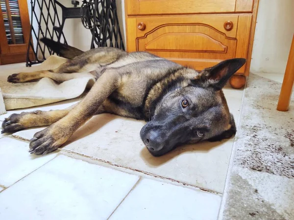 Dog Lying Floor — Stock Photo, Image
