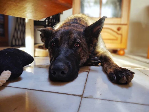 Porträt Eines Niedlichen Hundes Nahaufnahme — Stockfoto