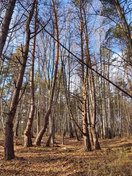 森の美しい風景自然絵 — ストック写真