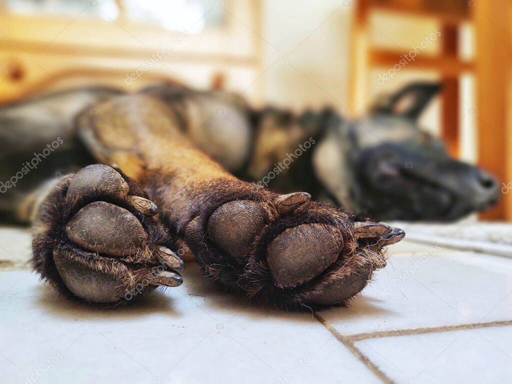 Close up of a dog paws of german shepherd lying on the ground