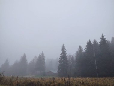 Ormanda bir ağacı olan güzel bir manzara.