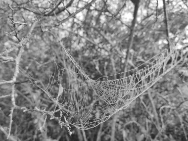 Çiy damlalı örümcek ağı, görüntüyü kapat