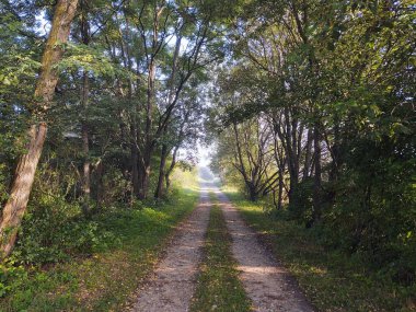 Ormanın güzel manzarası, doğa arka planı