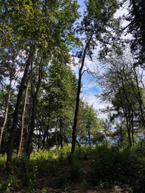 Güneşli bir günde ağaçlı yeşil orman