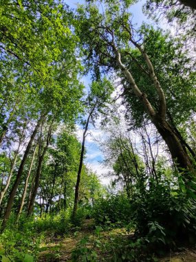 Güneşli bir günde ağaçlı yeşil orman