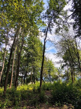 Güneşli bir günde ağaçlı yeşil orman