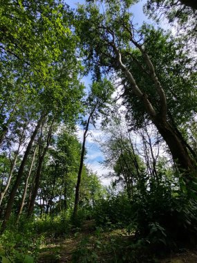 Güneşli bir günde ağaçlı yeşil orman