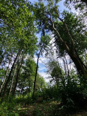 Güneşli bir günde ağaçlı yeşil orman