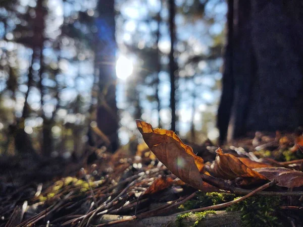 Ormanın güzel manzarası, doğa resmi.