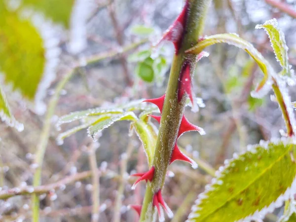 美しい植物や凍ったドライフラワー自然背景 — ストック写真