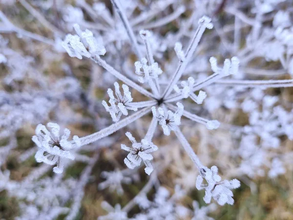 Beautiful Botanical Shot Frozen Dry Flowers Nature Background — Stock Photo, Image