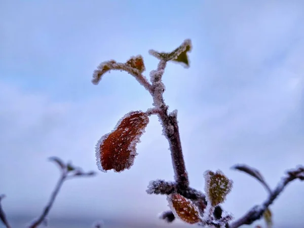 Vacker Botanisk Skott Frysta Torra Blommor Natur Bakgrund — Stockfoto