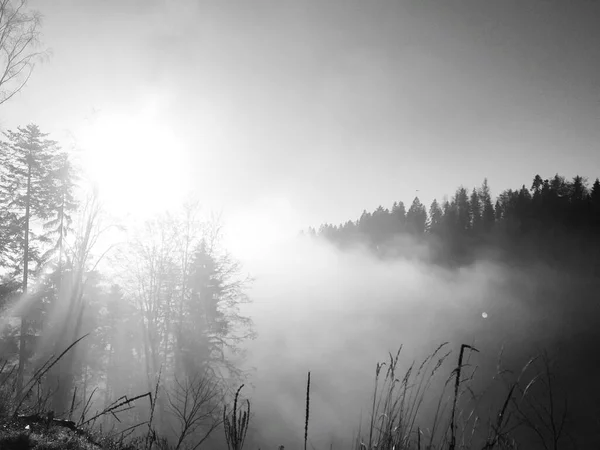 amazing nature landscape in foggy weather