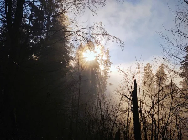 Beautiful View Forest — Stock Photo, Image