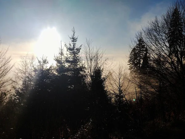 Wunderschöne Landschaft Mit Einem Baum Wald — Stockfoto